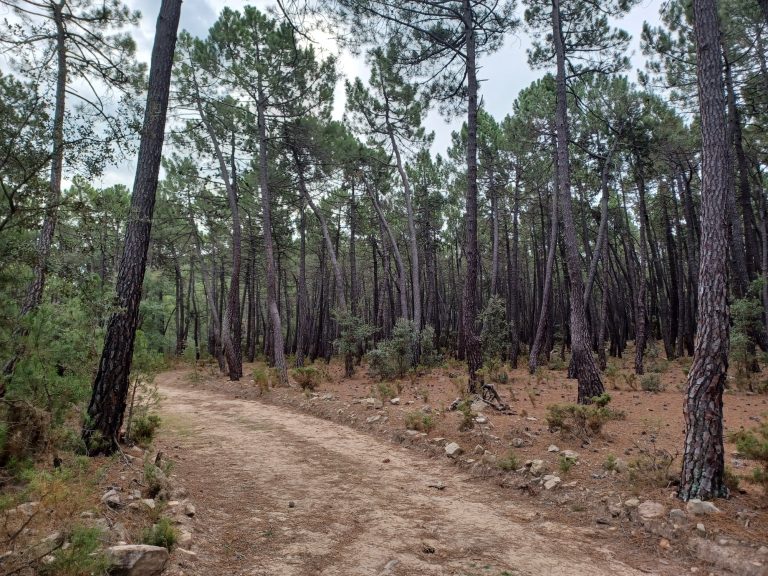 El Pinar. A las puertas de Fuentes