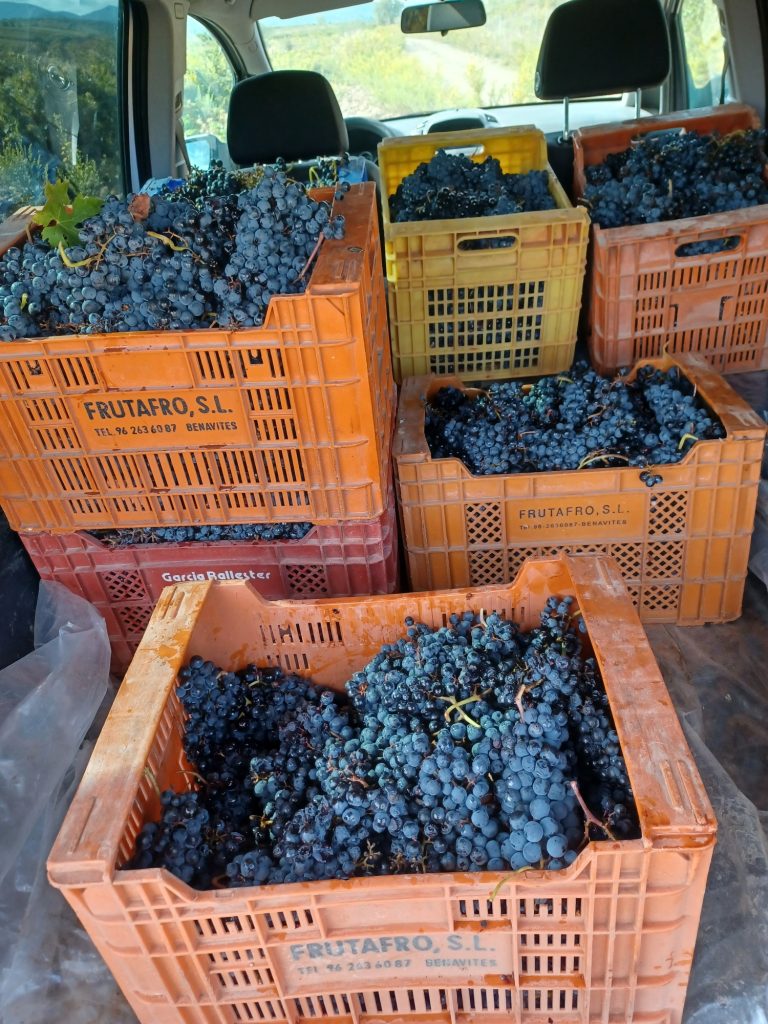 De esta uva estos caldos.